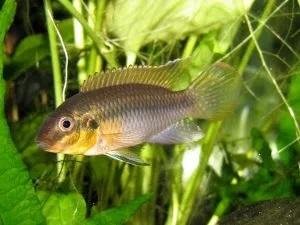 PELVICACHROMIS SUBOCELATUS 3,5-4