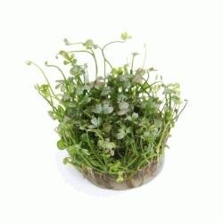 Marsilea hirsuta In-Vitro