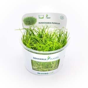 Eleocharis pusilla In-Vitro - easy Categ.
