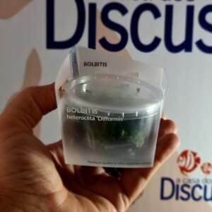 Bolbitis heteroclita 'Difformis - In Vitro Cup