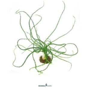 Crinum calamistratum - easy Categ.