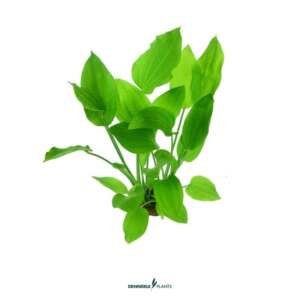 Echinodorus argentinensis -easy Categ. 