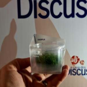 Didiplis diandra - In Vitro Cup