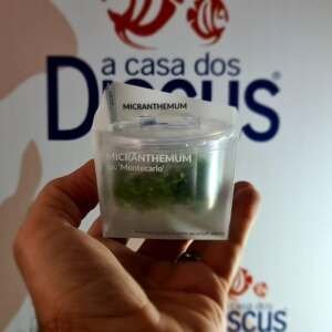 Micranthemum sp. 'Montecarlo' - In Vitro Cup