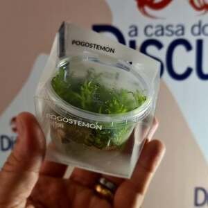 Pogostemon helferi - In Vitro Cupitro Cup