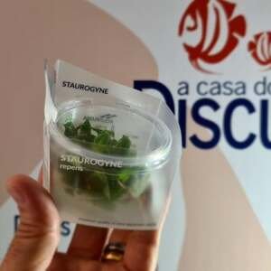 Staurogyne repens - In Vitro Cup