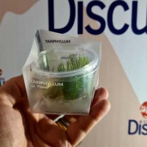 Taxiphyllum sp. 'Flame' - In Vitro Cup