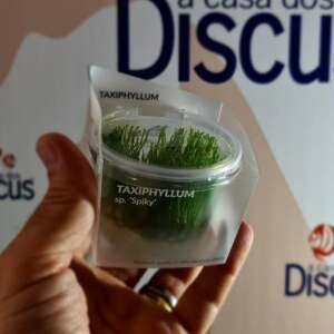Taxiphyllum sp. 'Spiky' - In Vitro Cup