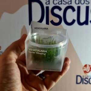 Vesicularia ferriei 'Weeping' - In Vitro Cup