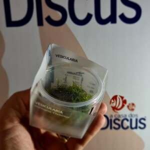 Vesicularia montagnei 'Christmas' - In Vitro Cup