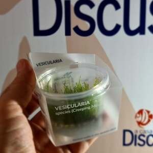 Vesicularia species (Creeping Moss) - In Vitro Cup