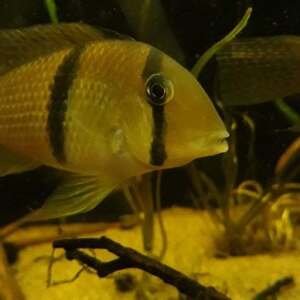 GUINACARA DACRYA 8-10