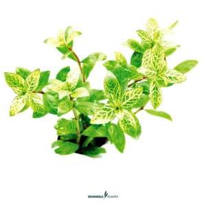 Hygrophila polysperma 'Sunset' - easy Categ.