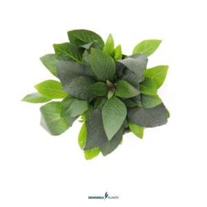 Hygrophila corymbosa Compact -easy Categ. 