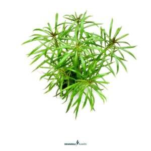 Pogostemon stellatus spec.