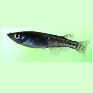 ORYZIAS LATIPES BLACK 3