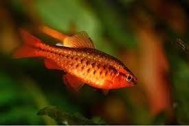 BARBUS/PUNTIUS TITTEYA 2