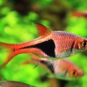 RASBORA/TRIGONOSTIGMA HETEROMORPHA 2,5-3