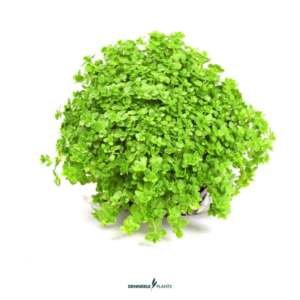 Hemianthus callitrichoides 'Cuba'