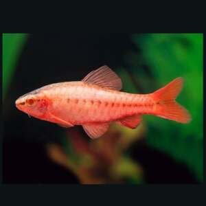 BARBUS/PUNTIUS TITTEYA albin 2,5-3