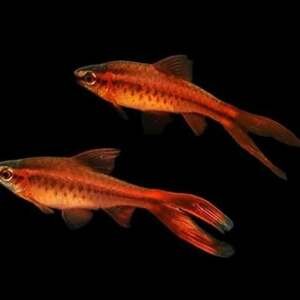 BARBUS/PUNTIUS TITTEYA long fin 2,5-3