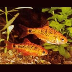 BARBUS/PUNTIUS SCHUBERTI 2-2,5