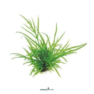 Microsorum pteropus 'Trident'