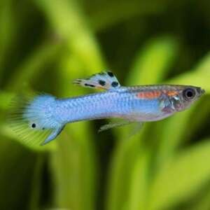 POECILIA ENDLERI JAPAN BLUE RED 1,5-2