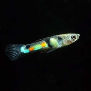 POECILIA ENDLERI CAMPOMA EL-TIGRE 1,5-2