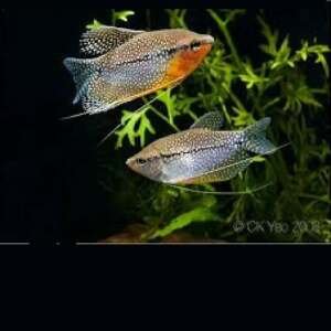 TRICHOGASTER LEERI 5-6