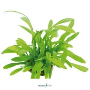 SAGITTARIA SUBULATA VAR. PUSILLA - easy Categ.