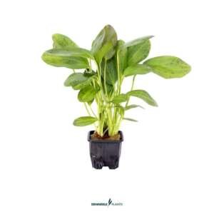 Echinodorus Ozelot XL -easy Categ. 