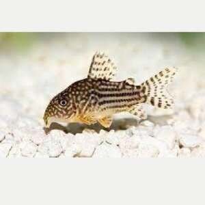 CORYDORAS STERBAI 2,5-3