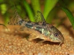 CORYDORAS PALEATUS 3