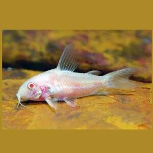 CORYDORAS PALEATUS ALBIN 3