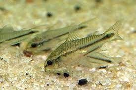 CORYDORAS PYGMAEUS 1-2