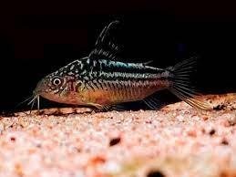 CORYDORAS ELEGANS 2,5-3