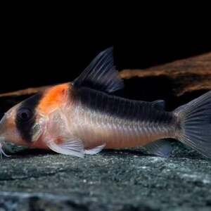 CORYDORAS DUPLICAREUS 2,5-3
