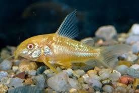 CORYDORAS PALEATUS GOLD 3-3,5