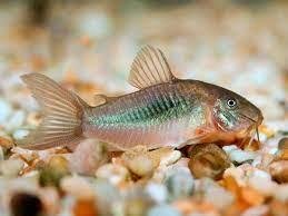CORYDORAS AENEUS 3