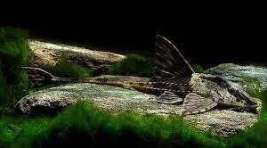 LORICRIA RIO ATABAPO 6-7