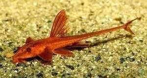 LORICARIA SP. RED 4-4,5