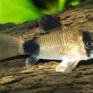 CORYDORAS PANDA 2-2,4