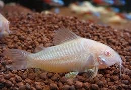 CORYDORAS PALEATUS ALBIN 1,5-2