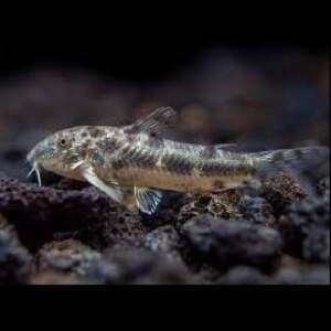 ASPIDORAS SPILOTUS 2-2,5