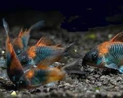 CORYDORAS AENEUS ORANGE VENEZUELA 2-2,5