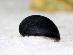 NERITINA BLACK HELMET 1,5-2