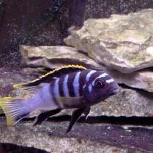 LABIDOCHROMIS SP. MBAMBA 5-6