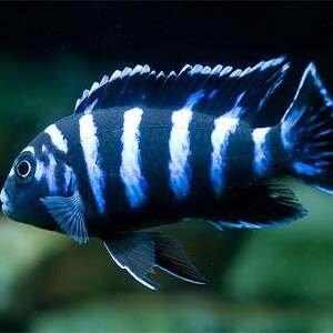 PSEUDOTROPHEUS DEMASONI 3,5-4