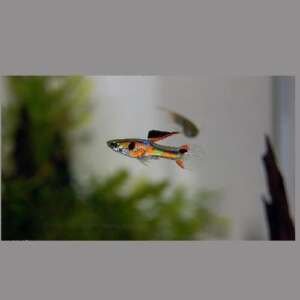 POECILIA ENDLERI 1,5-2,5